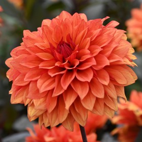 Dahlia 'Missis Trucella'