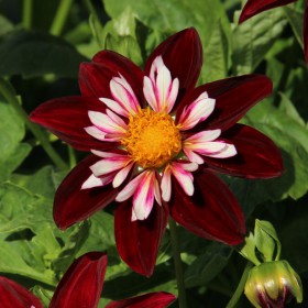 Dahlia 'Night Butterfly'