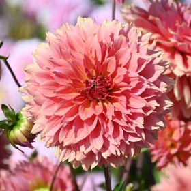 Dahlia 'Orange Fubuki'