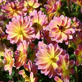 Dahlia 'Pacific Ocean'