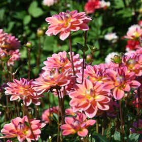 Dahlia 'Pacific View'