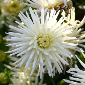 Dahlia 'Playa Blanca'
