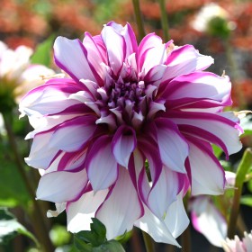 Dahlia 'Radegast'