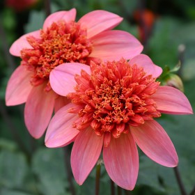 Dahlia 'Totally Tangerine'