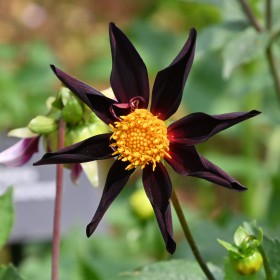 Dahlia 'Verrone's Obsidian'