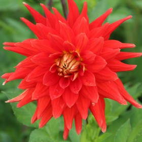 Dahlia 'Vulcan'
