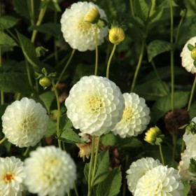Dahlia 'White Aster'