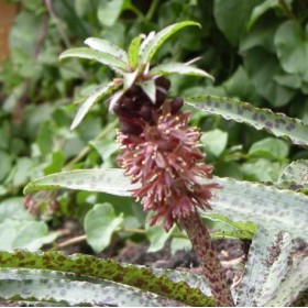 Eucomis vandermerwei 'Octopus'