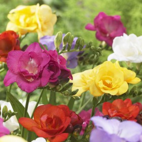 Freesia dubbelbloemig mix