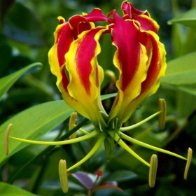 Gloriosa superba
