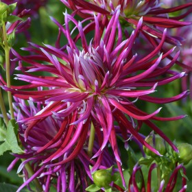 Dahlia 'Hollyhill Spiderwoman'