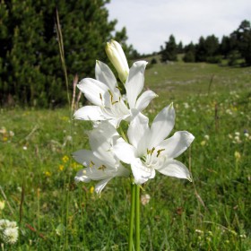 Paradisia lusitanica