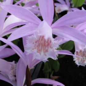 Pleione formosana