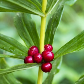 Polygonatum verticillatum
