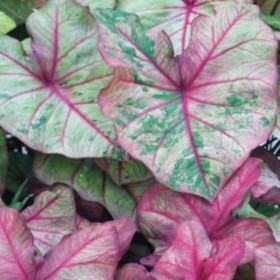 Caladium 'Autumn Beauty'