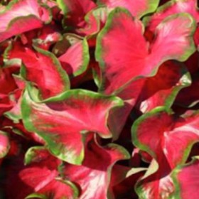 Caladium 'Cherry Tart' ®