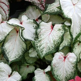 Caladium 'White Lightning'