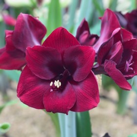 Hippeastrum 'Nr. 09555F'®