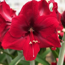 Hippeastrum 'Amarossi'®