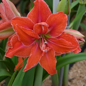 Hippeastrum 'Minerva Dubbel' ®