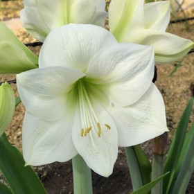 Hippeastrum 'Montana'®