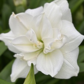 Hippeastrum 'Wimbledon'