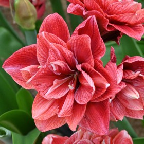Hippeastrum 'Cherry Amadeus' ®
