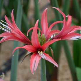 Hippeastrum 'Pink Cybister'®