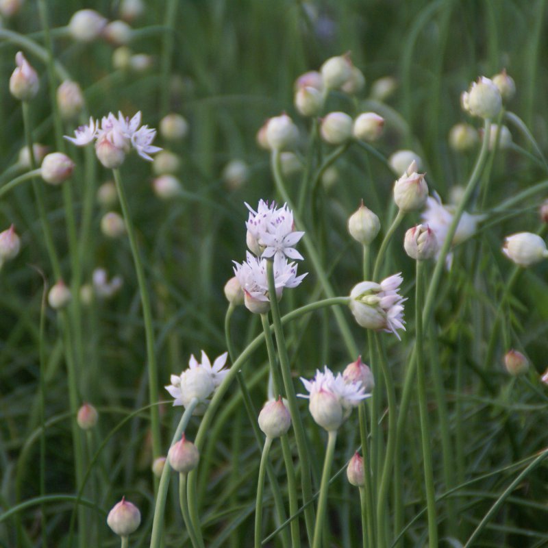 Allium amplectens 'Graceful Beauty'